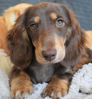 Dachshund