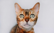 Bengal