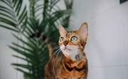 Bengal