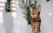Bengal