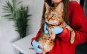 Bengal