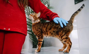 Bengal