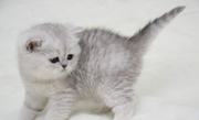 Scottish Fold