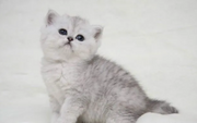Scottish Fold