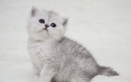 Scottish Fold