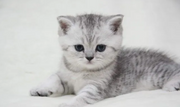 Scottish Fold