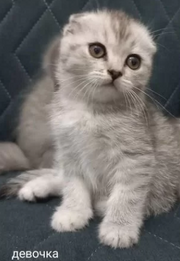 Scottish Fold