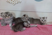 Scottish Fold