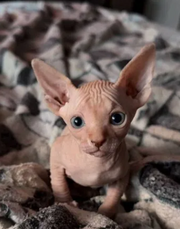 Sphinx