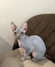 Sphinx
