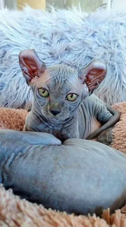 Sphinx