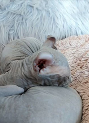 Sphinx
