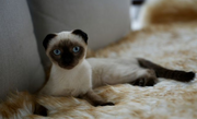 Siamese