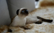 Siamese