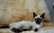 Siamese