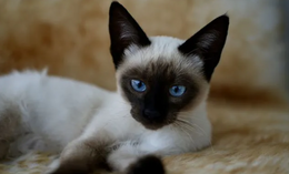 Siamese