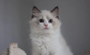 Ragdoll