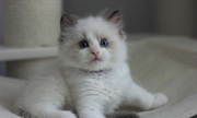 Ragdoll
