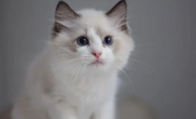 Ragdoll