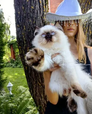Ragdoll