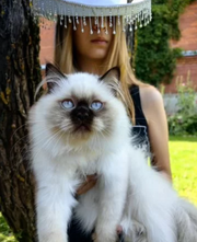 Ragdoll