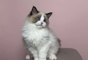 Ragdoll