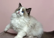 Ragdoll