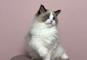 Ragdoll