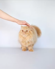 Persian