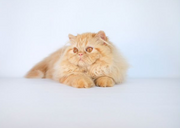 Persian