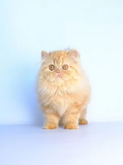 Persian