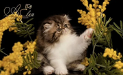 Persian