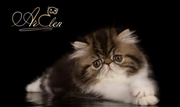 Persian