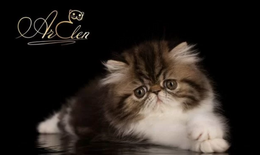Persian