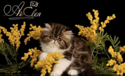 Persian
