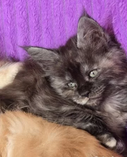 Maine Coon