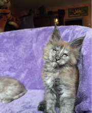 Maine Coon