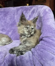 Maine Coon
