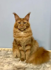 Maine Coon