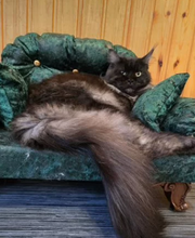 Maine Coon