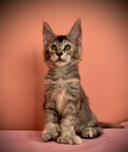 Maine Coon