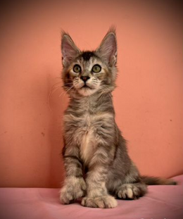 Maine Coon