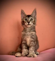 Maine Coon