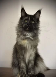Maine Coon