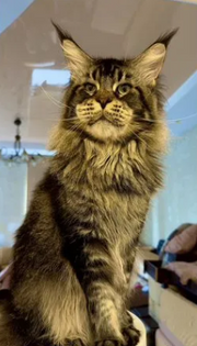 Maine Coon