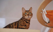 Bengal