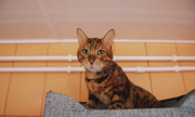 Bengal