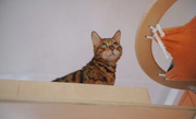 Bengal