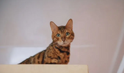 Bengal