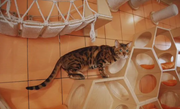 Bengal